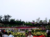 20050522-習志野市谷津3・習志野谷津公園・谷津バラ園-1209-DSC01877