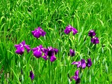 20050529-習志野市香澄・習志野緩衝緑地・香澄公園・ショウブ池・ハナショウブ-1133-DSC02193