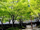 20050414-���»�����1��JR������JR�����±����-0958-DSC08565