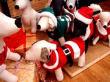 20051223-�ӥӥåȥ����������ڥåȥ��ƥ�-1542-DSC01734
