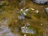 20050416-習志野市・習志野緩衝緑地・香澄公園-1017-DSC08732