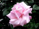 20050522-�������ë��3��������ë�Ÿ��ࡦë�ťХ�ࡦ�ץ��ߥ�-1206-DSC01858