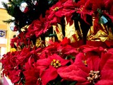 20051112-�ӥӥåȥ������������ꥹ�ޥ�-1438-DSC06660