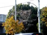 20051126-������Խ���5�����Ÿ���-1142-DSC08668