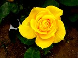 20050522-�������ë��3��������ë�Ÿ��ࡦë�ťХ�ࡦ����-1129-DSC01724