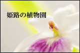<b>姫路市</b>の手柄山温室植物園を堪能する - 葱ブロ／写真日記
