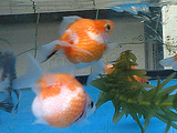 0899d59e.jpg
