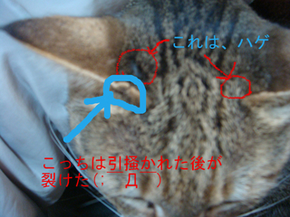 BlogPaint