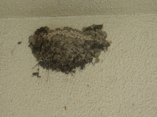 DSC02996
