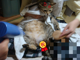 BlogPaint