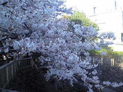 さくら