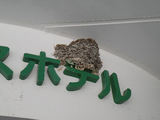 ほぼ完成