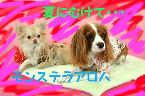 ��󥹥ƥ�