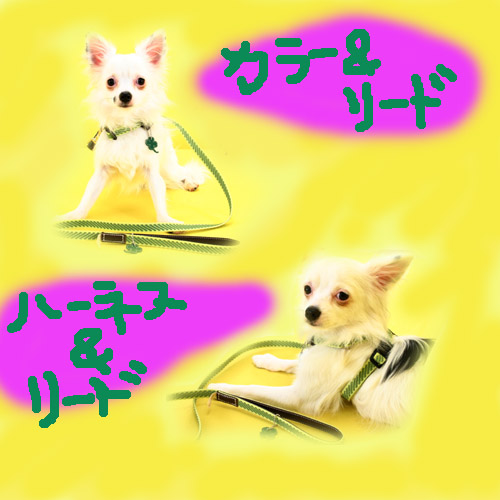 �ƥ�����
