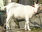 �䤮