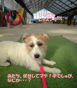 ニコ
