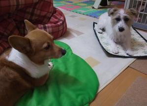 さくねえも
