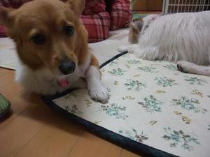 あたちやってまちよ!