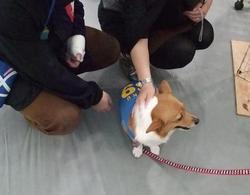 さくら大人気!