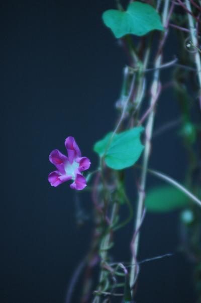 ice-photo.y7