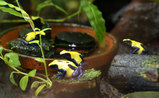 Dendrobates tinctorius Citronella