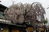 飛騨古川さくら