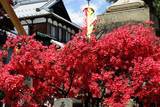 善光寺門前のつつじ