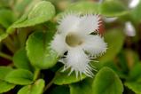 アルゾビア・ディアンシフローラ (Alsobia dianthiflora)