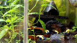 Dendrobates tinctorius Citronella