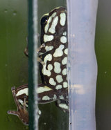Epipedobates tricolor