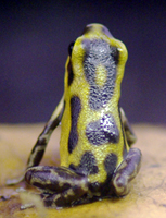 D.pumilio Guaruma