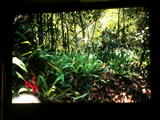 quinquevittatus habitat02