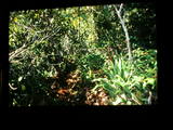 quinquevittatus habitat03