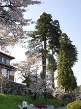蓼科の桜