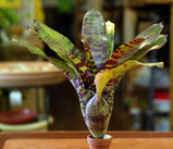 Neoregelia 'Blushing Tiger'