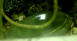 カエルの池