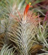 Tillandsia funckian<br>
a
