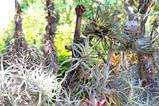 Tillandsia