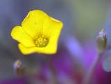 ワイルドスカイの花