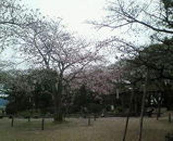 cherry-of-komaruyama-park-