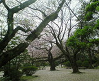 komaruyama-park-cherry-right