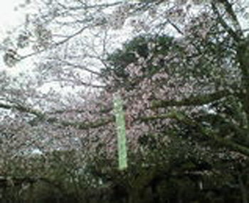 komaruyama-park-cherry-green