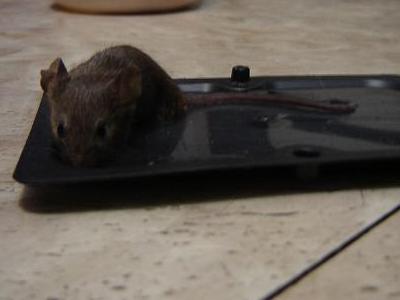mouse