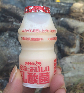 乳酸菌
