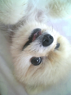 しょうのすけ