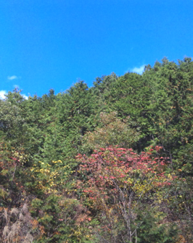 山