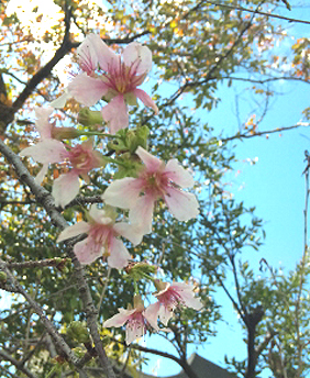四季桜