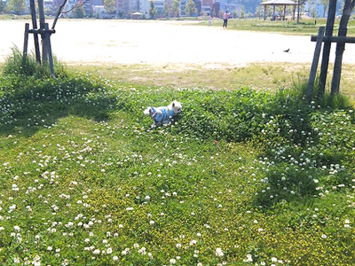 しょうのすけ