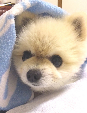 しょうのすけ