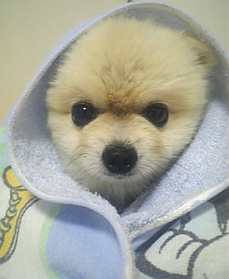 しょうのすけ